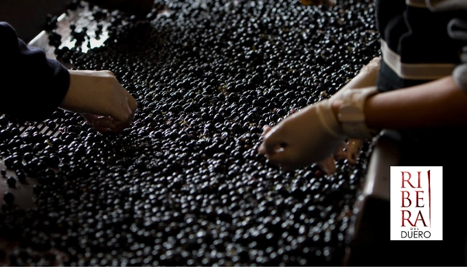 Ribera del Duero 4