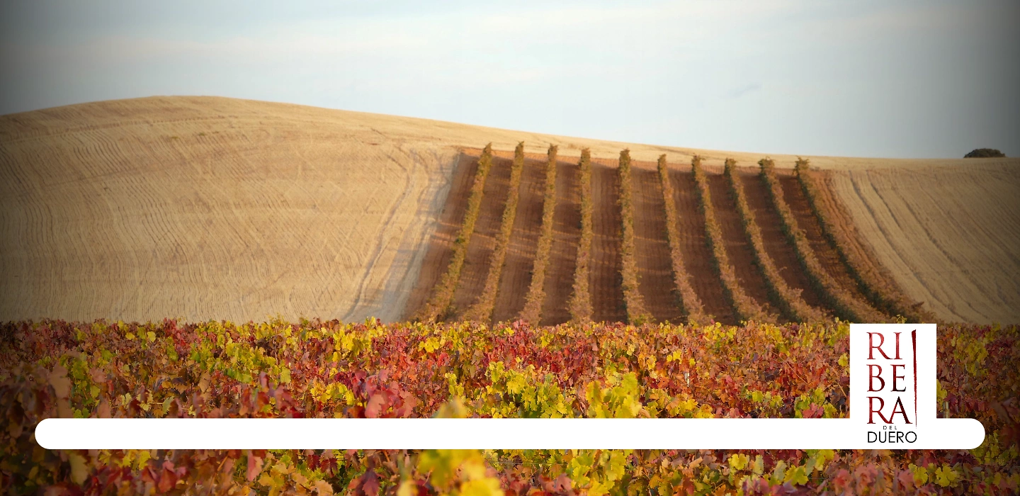 Ribera del Duero