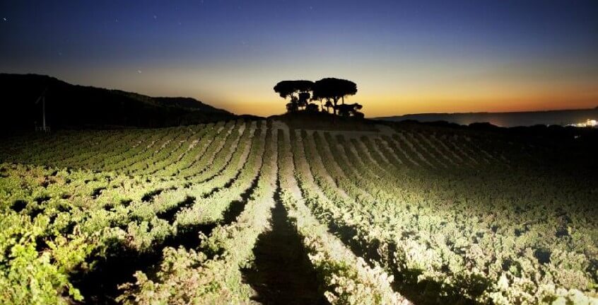 Vega Sicilia