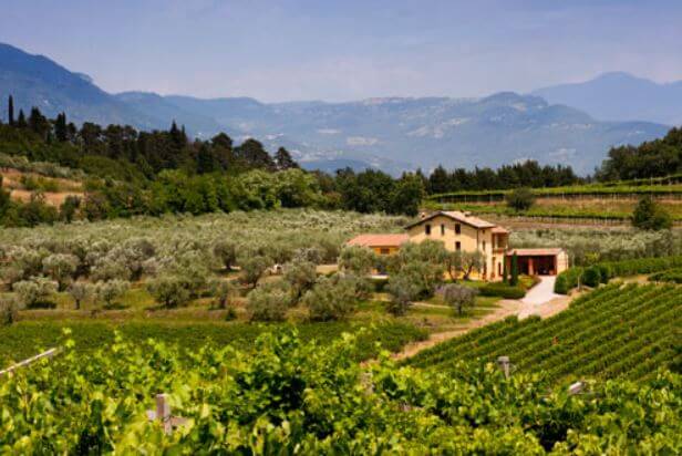 Tenuta Tinazzi