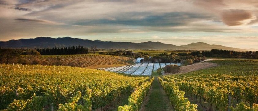 Dog Point Vineyard