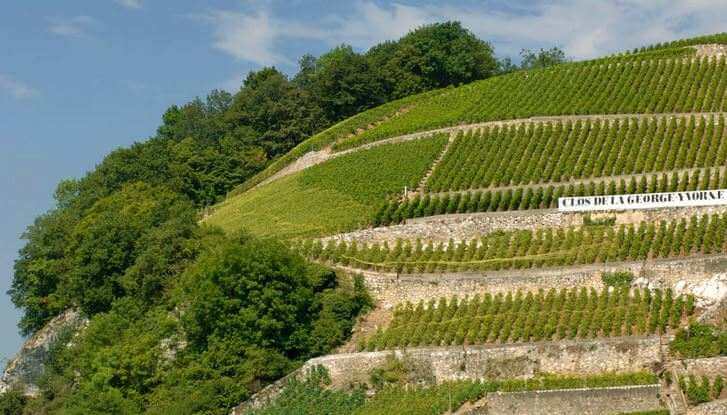 Clos de la George