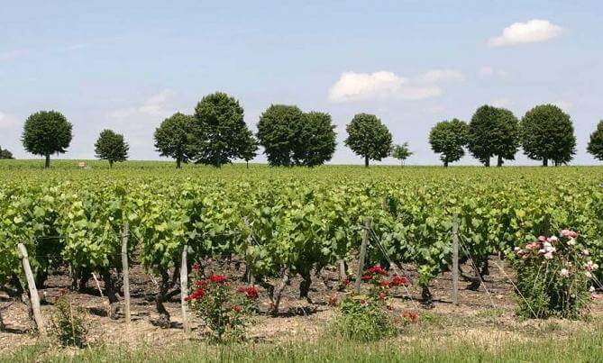 Beaujolais AC