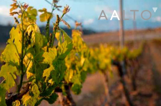 Aalto Bodega