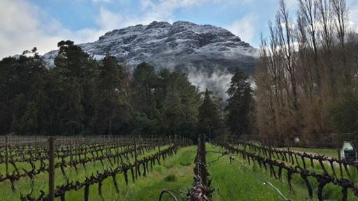 Thelema Mountain Vineyard