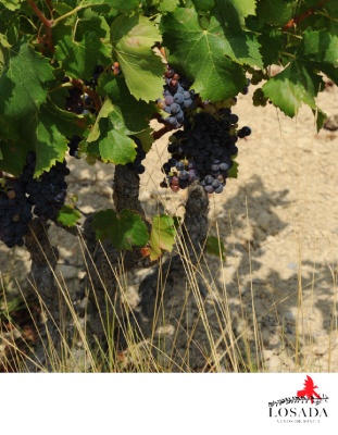 Losada Vinos de Finca